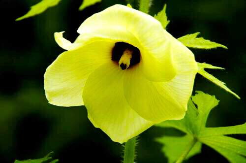 秋葵花国画,秋葵花也如此的美丽