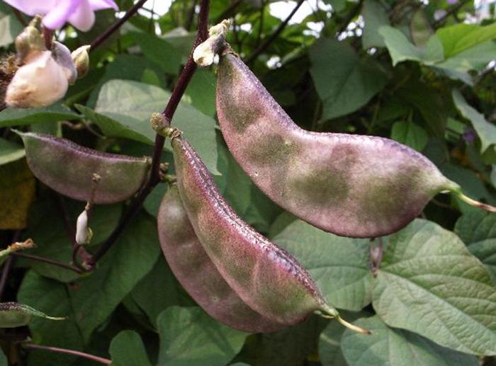 白扁豆提高产量,白扁豆食疗养生食谱