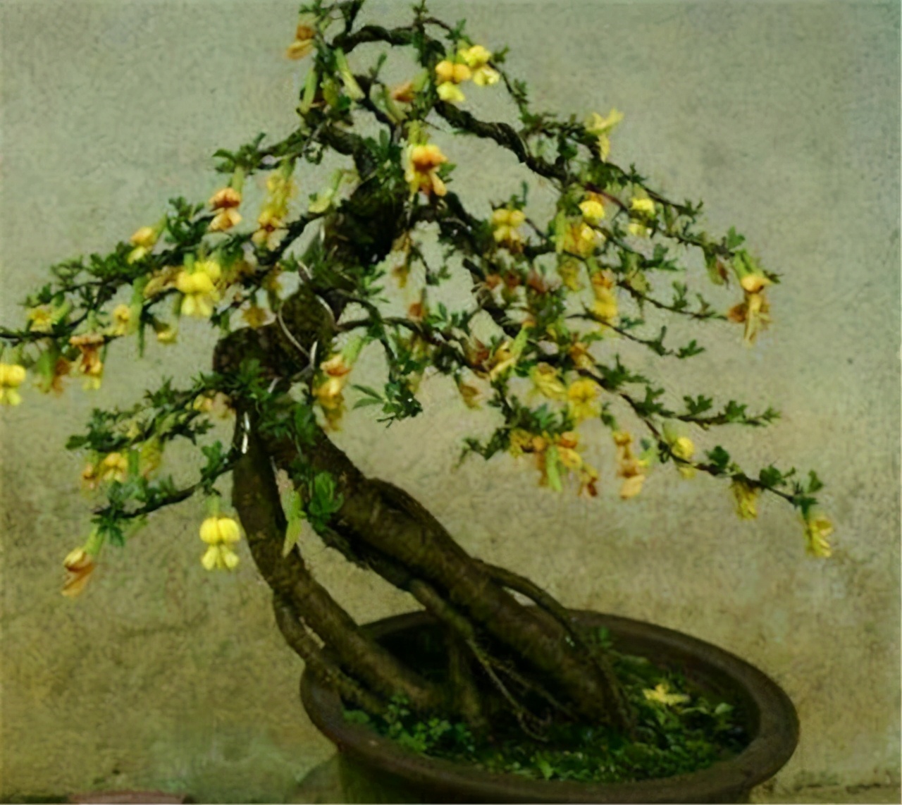 黄金雀怎么养才能开花爆盆,黄金雀树形月季