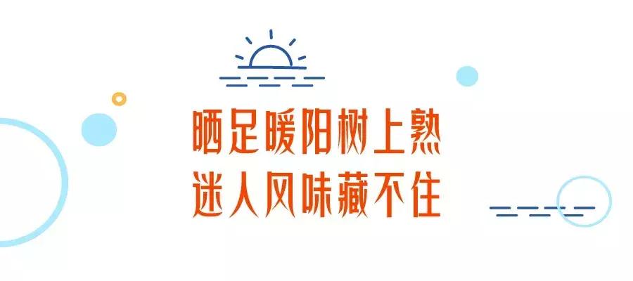 贵妃芒号称是芒果之王皮薄多汁,贵妃芒树上摘下来就能吃的芒果