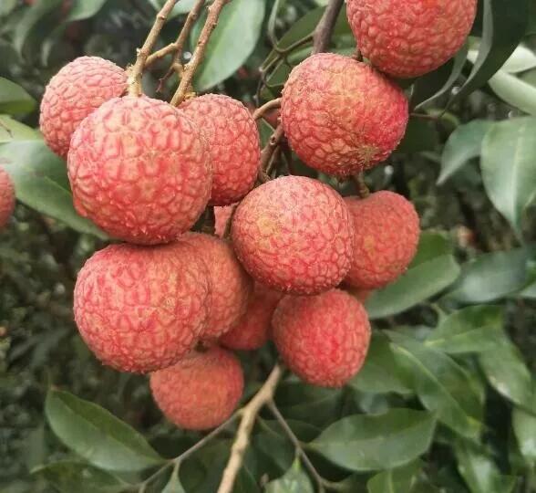 “糯米糍”是荔枝中的一个优良品种，果大肉厚，你吃过吗？