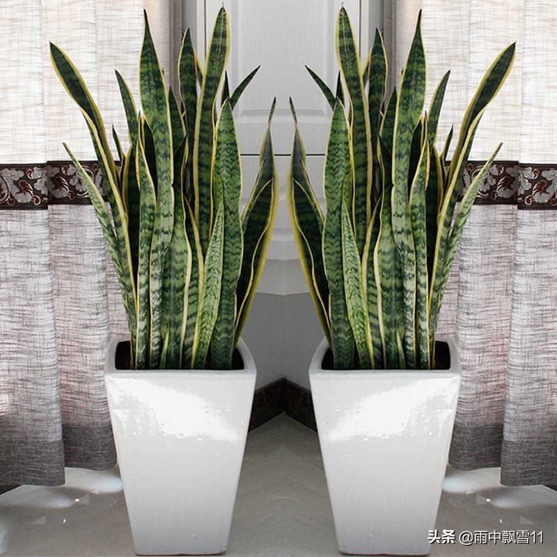 春萌多肉的正确养殖方法,春天叶插多肉