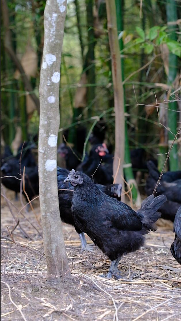 全身皮毛都是黑色的,长得像鸟一样的鸡,一年能卖8000多只