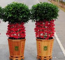 每日一花三十一天,每日一花合集