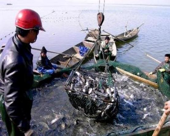 刀鱼从60块钱一斤，跌至3块钱一斤，消费者：再便宜也买不起