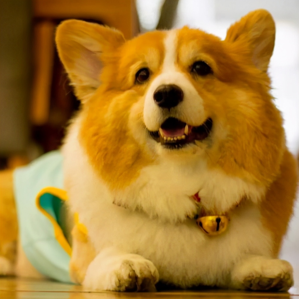 狗狗太胖怎么才能变瘦,狗狗太胖怎么减肥