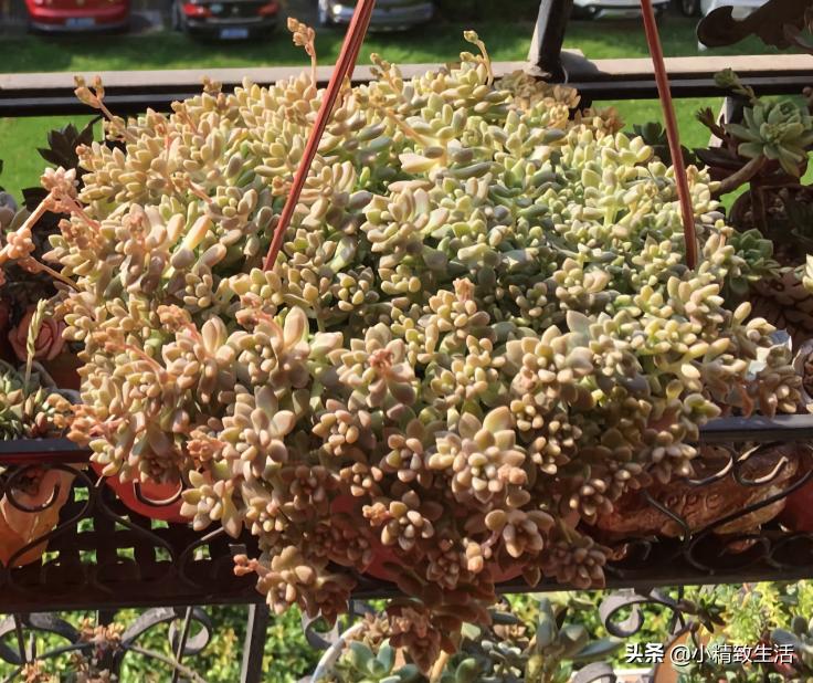 适合阳台养的10种多肉,多肉植物悬挂盆栽