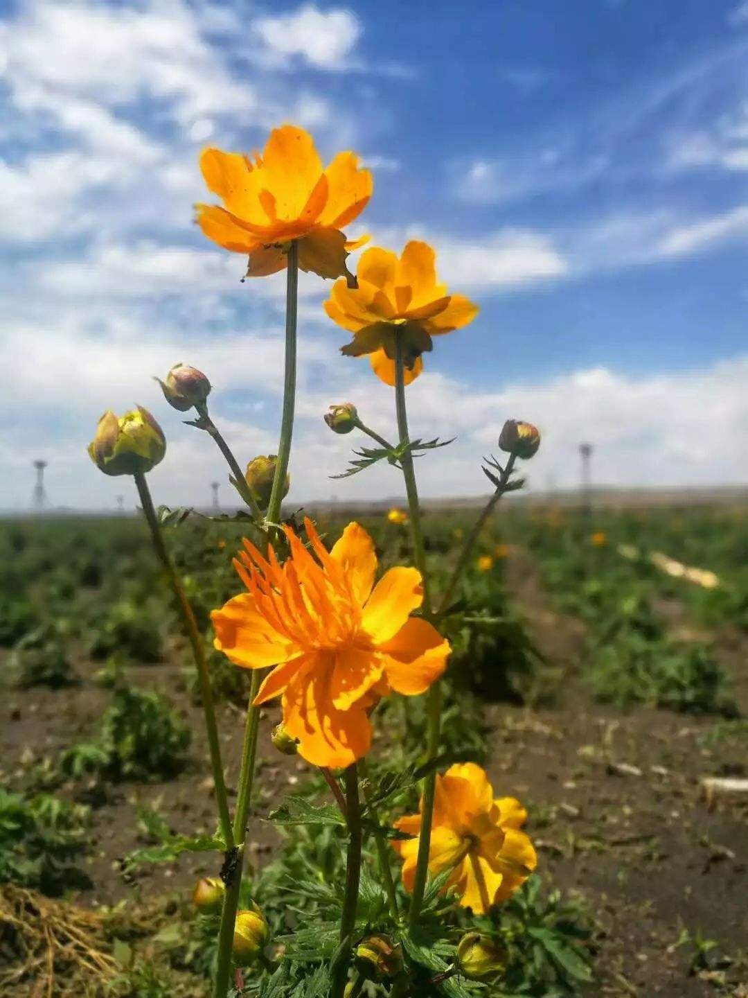 这才是真正的“金莲花”,春天盛开花梗挺拔,养护系数低价值高