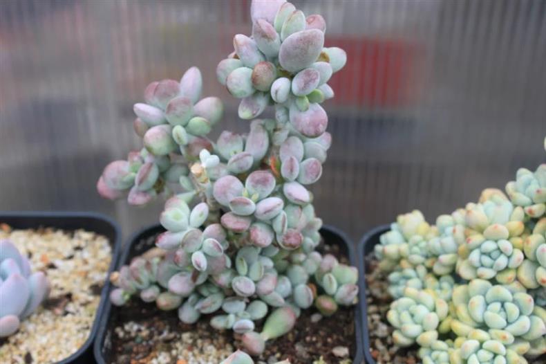 多肉用黑方养好吗,高手养兰心得