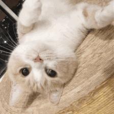 猫咪里面最温顺的是什么猫,什么猫咪是世界上最最温柔的猫咪