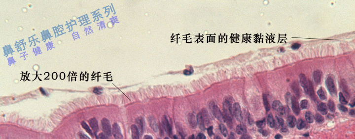 现在怎么那么多鼻炎馆,专门的鼻炎馆管用吗
