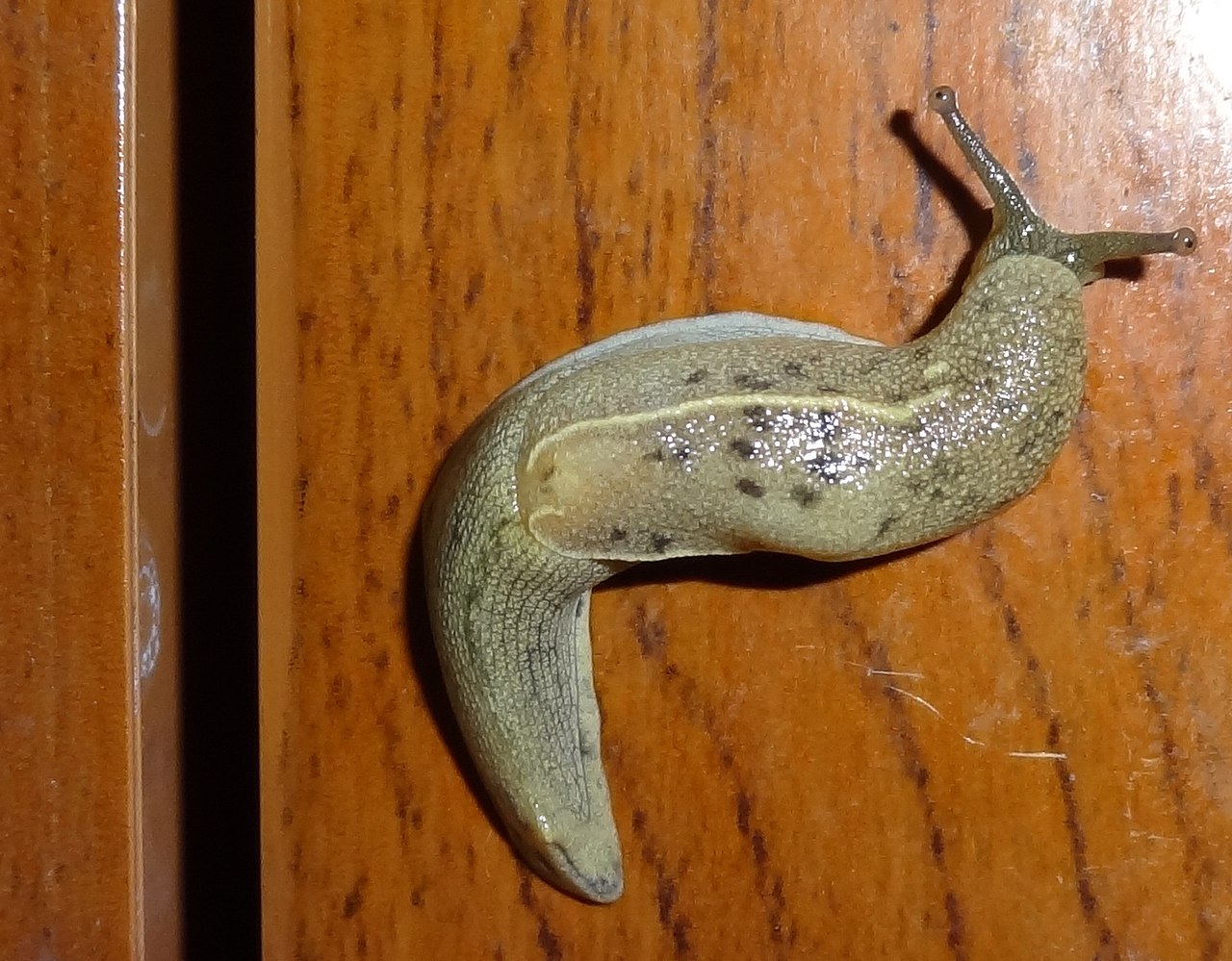 动物界顶级“房奴”，蜗牛从出生就要为了外壳努力，不惜得罪人类