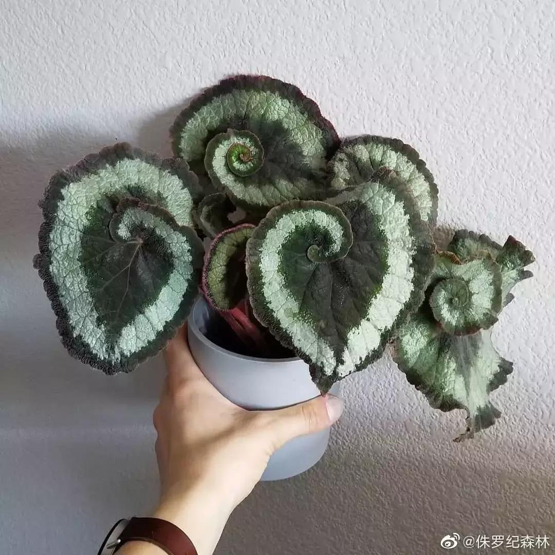 当你觉得人生卡住了,我建议你看看他们