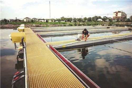 养鱼主要经营概况及带动致富计划,国内最火的养殖模式跑道养鱼