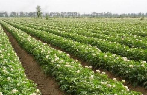 马铃薯黑胫病症状,马铃薯苗黑茎病