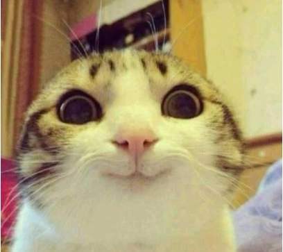 猫咪开心的表情和伤心的表情,猫咪爱你的15种表现图