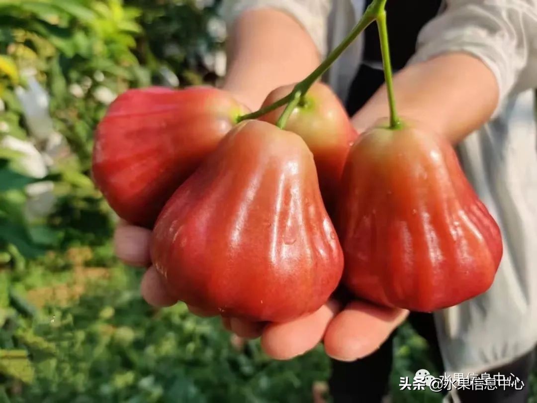 水果天堂：海南水果品种及上市时间表