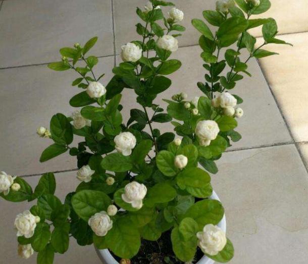 茉莉花不泡生根粉的扦插方法,茉莉花扦插多久可以生根