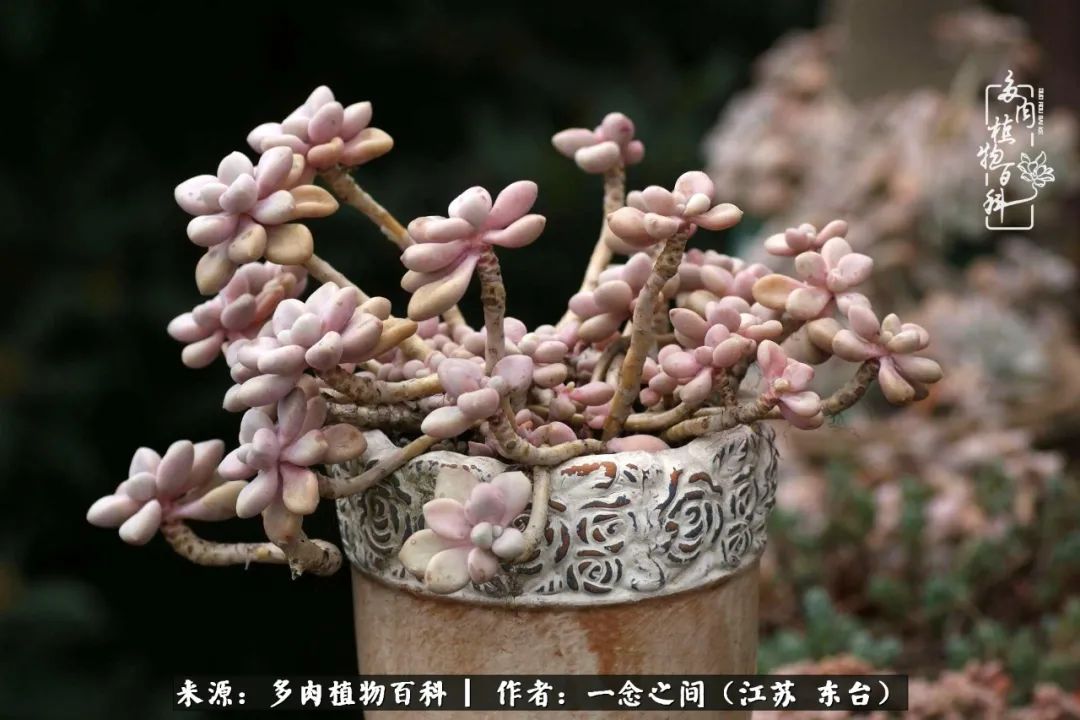 一见多肉误终生,一见多肉误终生从此入了养花坑