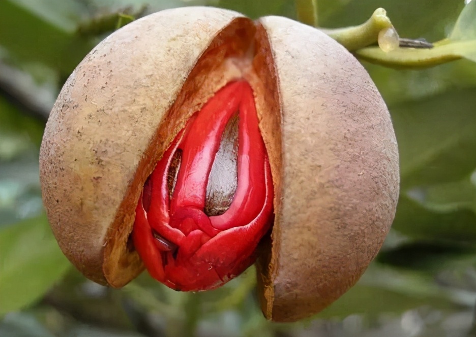 古人为何将13岁的少女，称为“豆蔻年华”，豆蔻到底代表着什么？