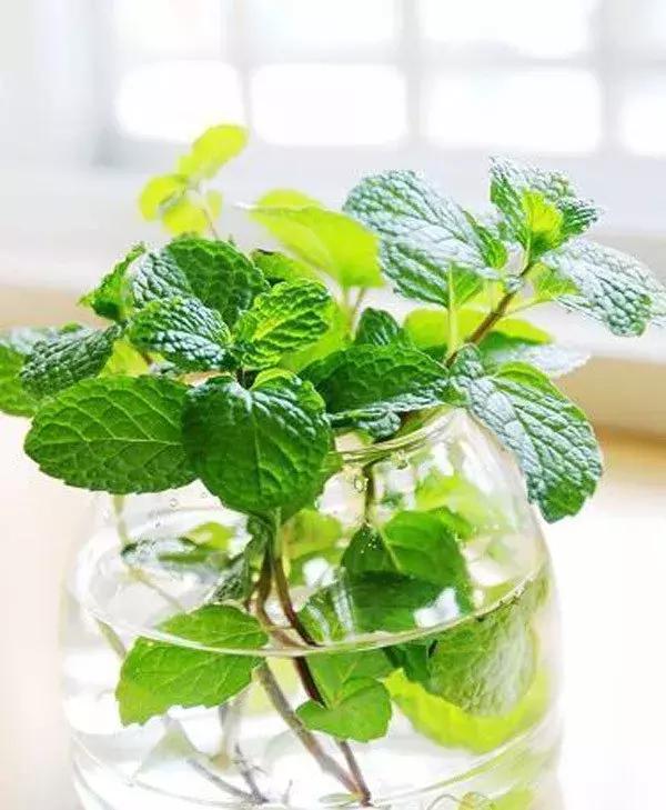 水培绿萝能放桌上吗,桌上水培花草