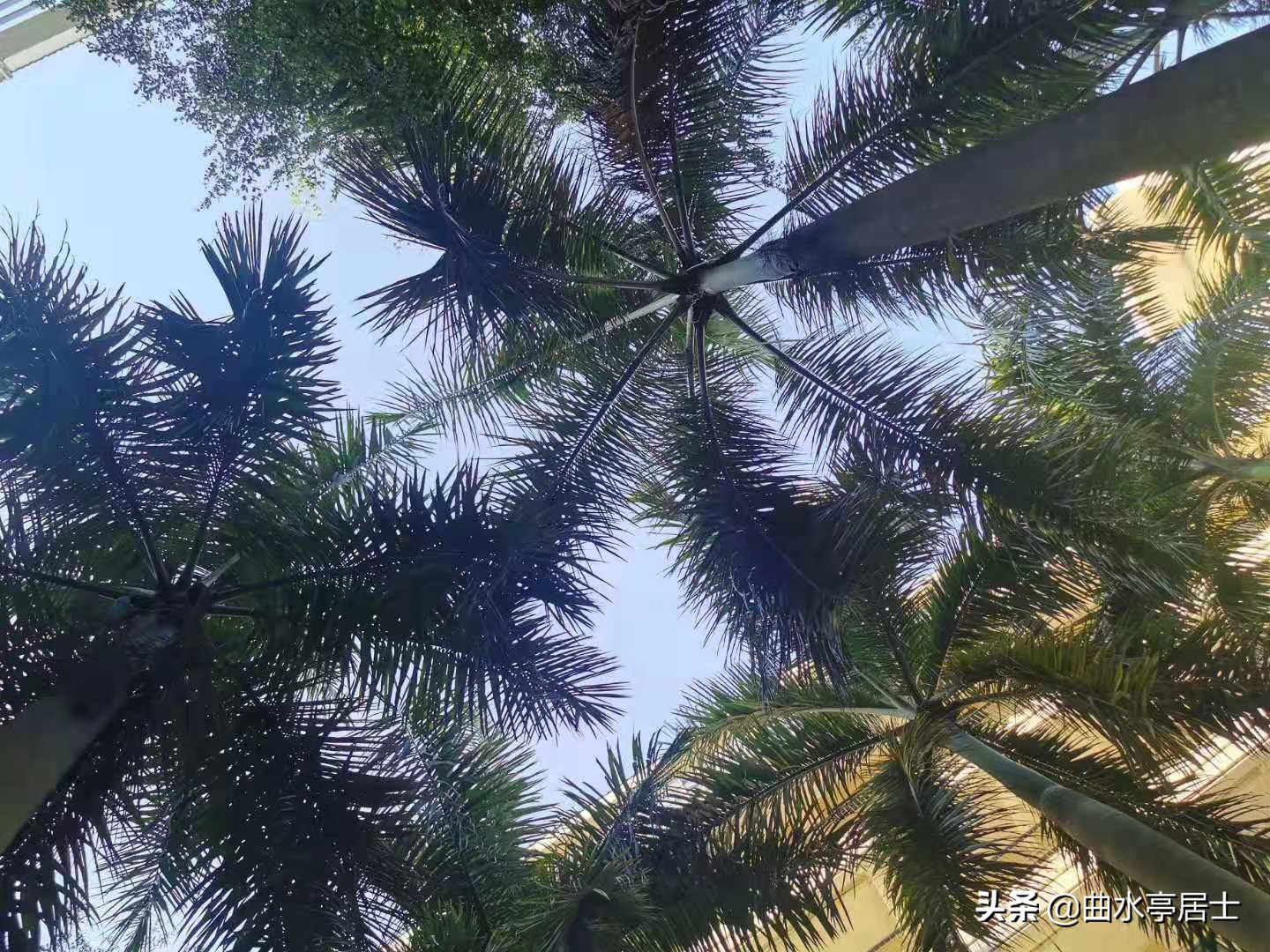 三亚和海口夏天谁最热,西双版纳和三亚哪个地方夏天热