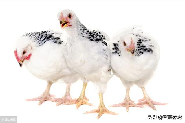 湿度不当对家禽有3大危害!养殖户掌握这3点,减少鸡群呼吸道病