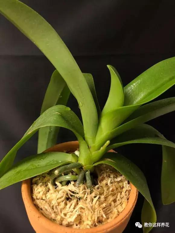 养蝴蝶兰花用营养土可以吗,养蝴蝶兰用苔藓还需要土吗