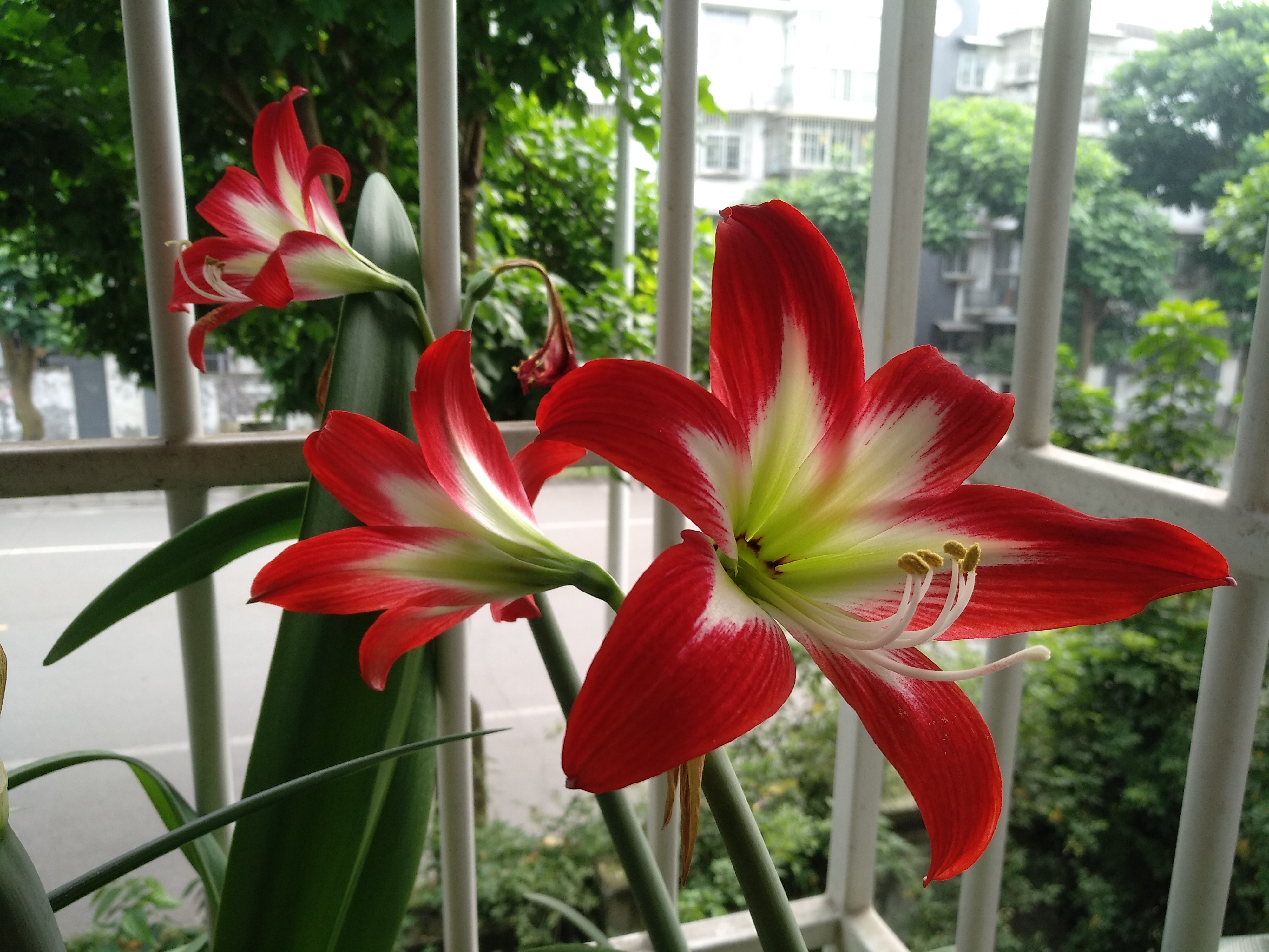 进口朱顶红种球烂了怎么修复,朱顶红种球根烂还有白色的虫