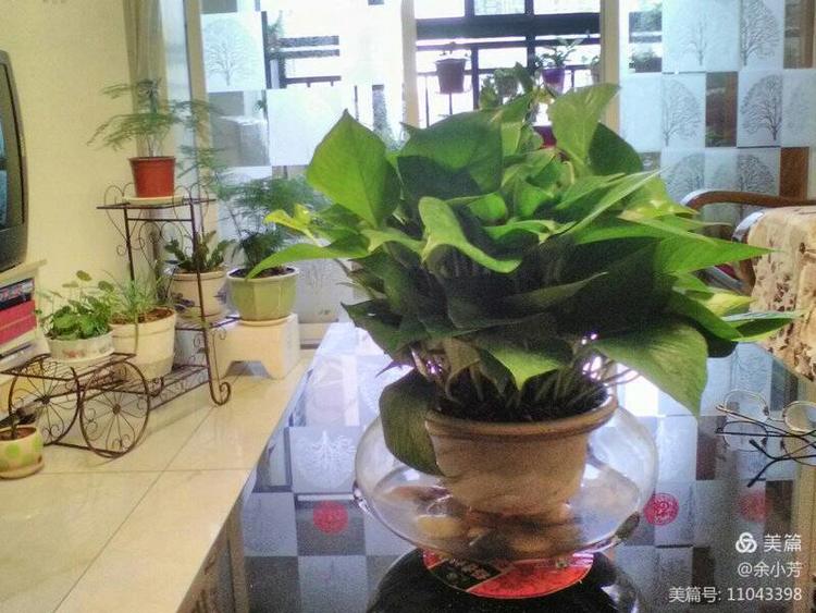 栀子花开舞蹈视频,栀子花开何炅