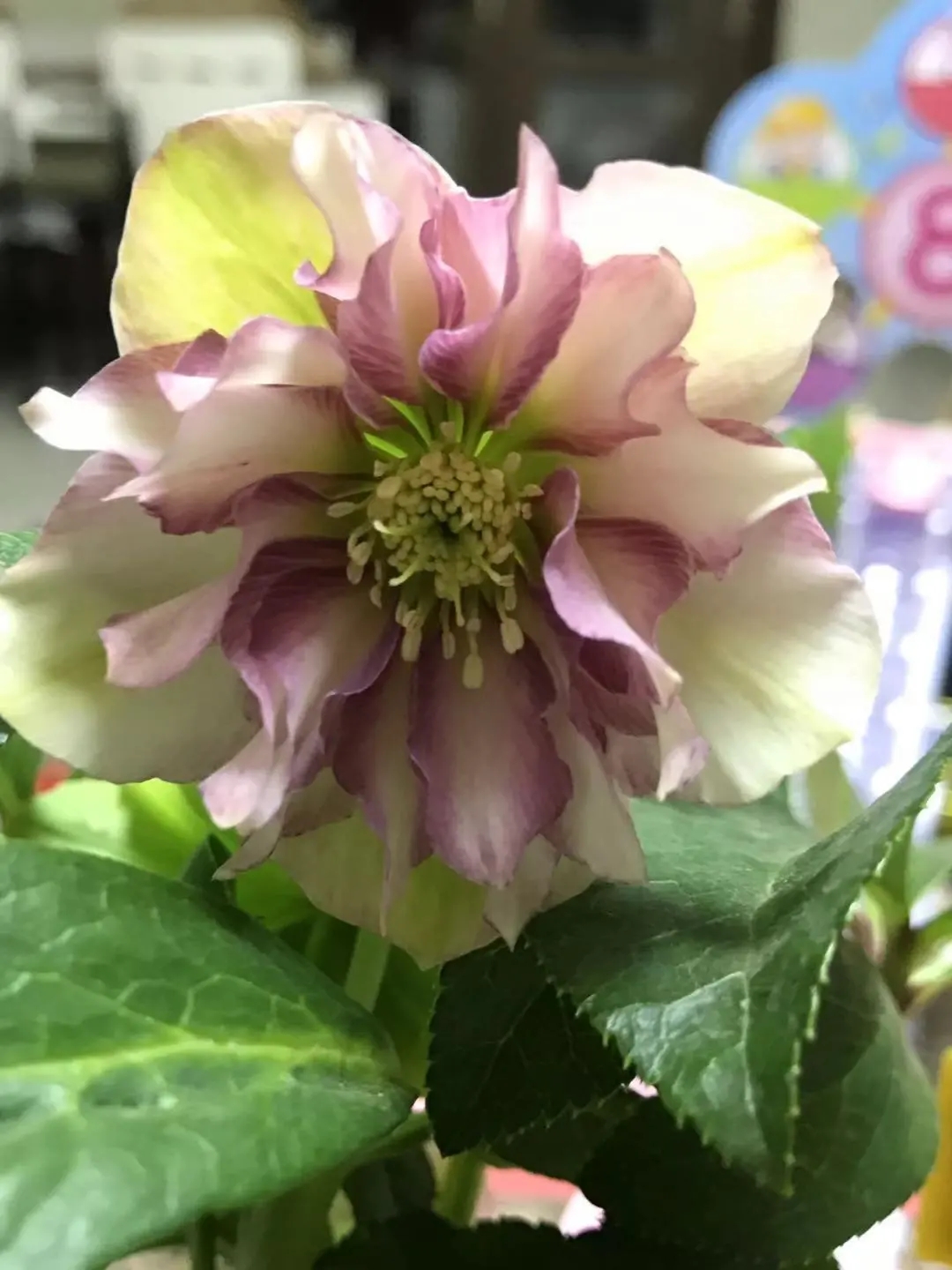 大雪天能种的植物,迷你玫瑰是不是一年四季都能开花