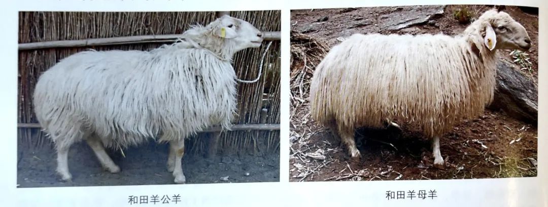 羊毛地毯,羊毛线编织地毯