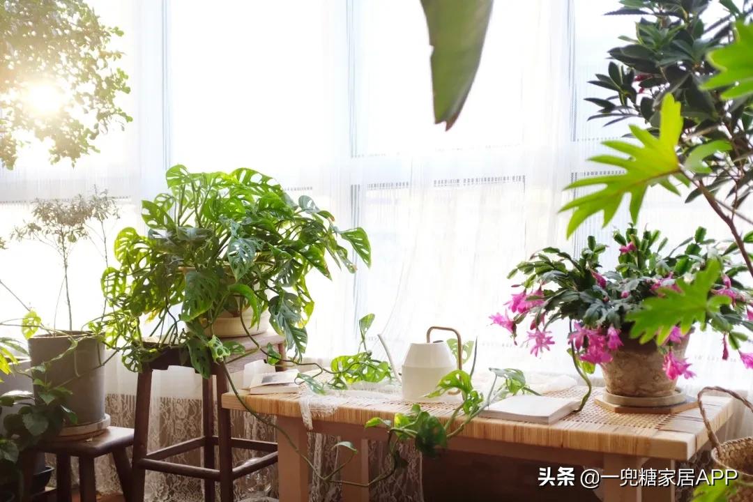手残党绿植大全,给大家推荐几款超好养的绿植