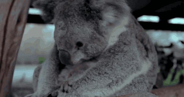 当它们在吃屎时,它们在吃什么?