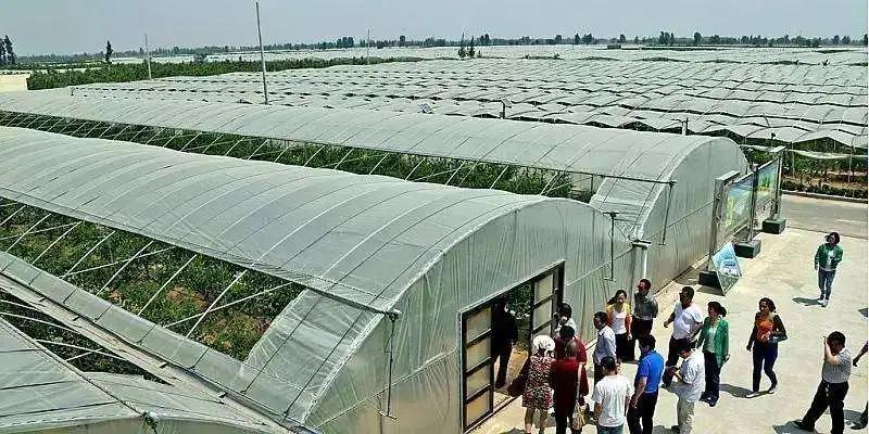 大荔冬枣销售点,品臻大荔冬枣