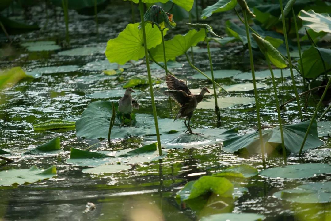 武汉华侨城湿地公园绿化,华侨城生态湿地公园武汉什么区