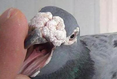 鸽子第一杀手—毛滴虫，在夏季如此猖獗，养鸽户们应该这样解决