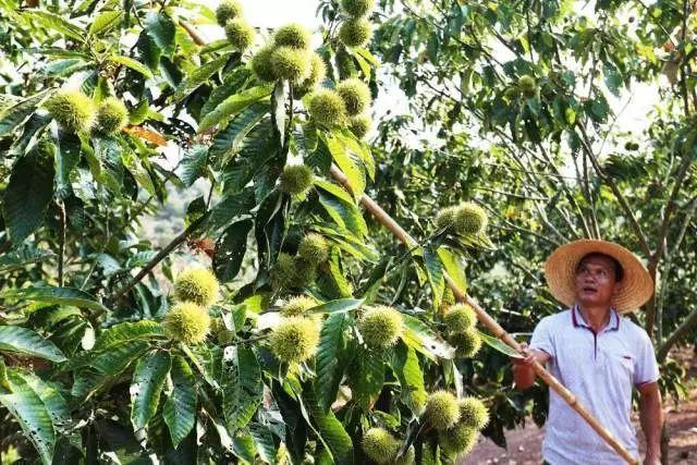 綦振森本是个清洁工，却转行卖起了糖炒栗子，销售额突破四千万