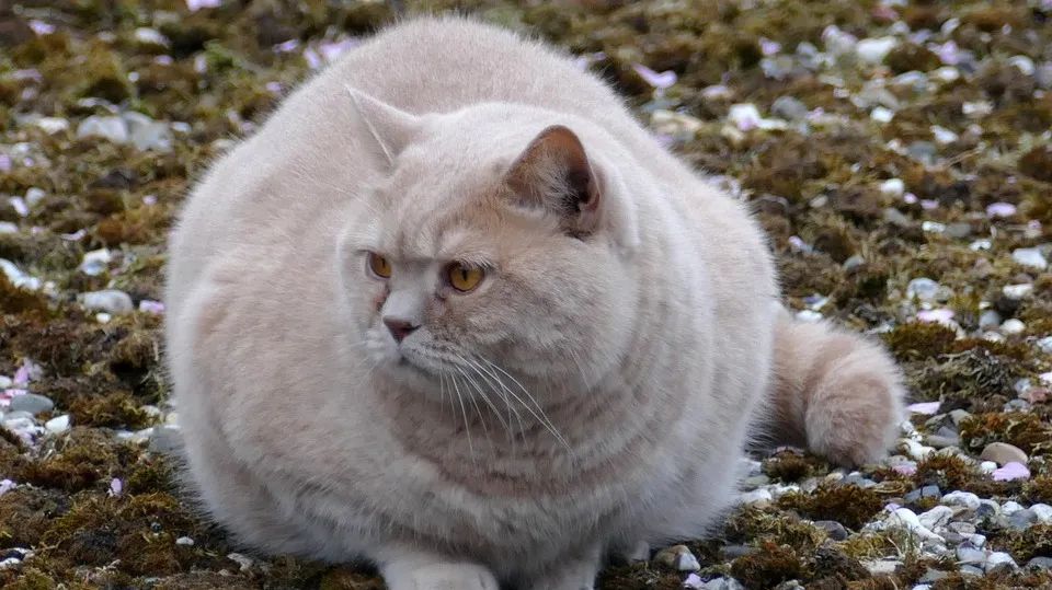 瀹犵墿鍐诲共鍏ㄥ妗舵斁鑲夌殑杩囩▼,瀹犵墿闀垮绉樼睄