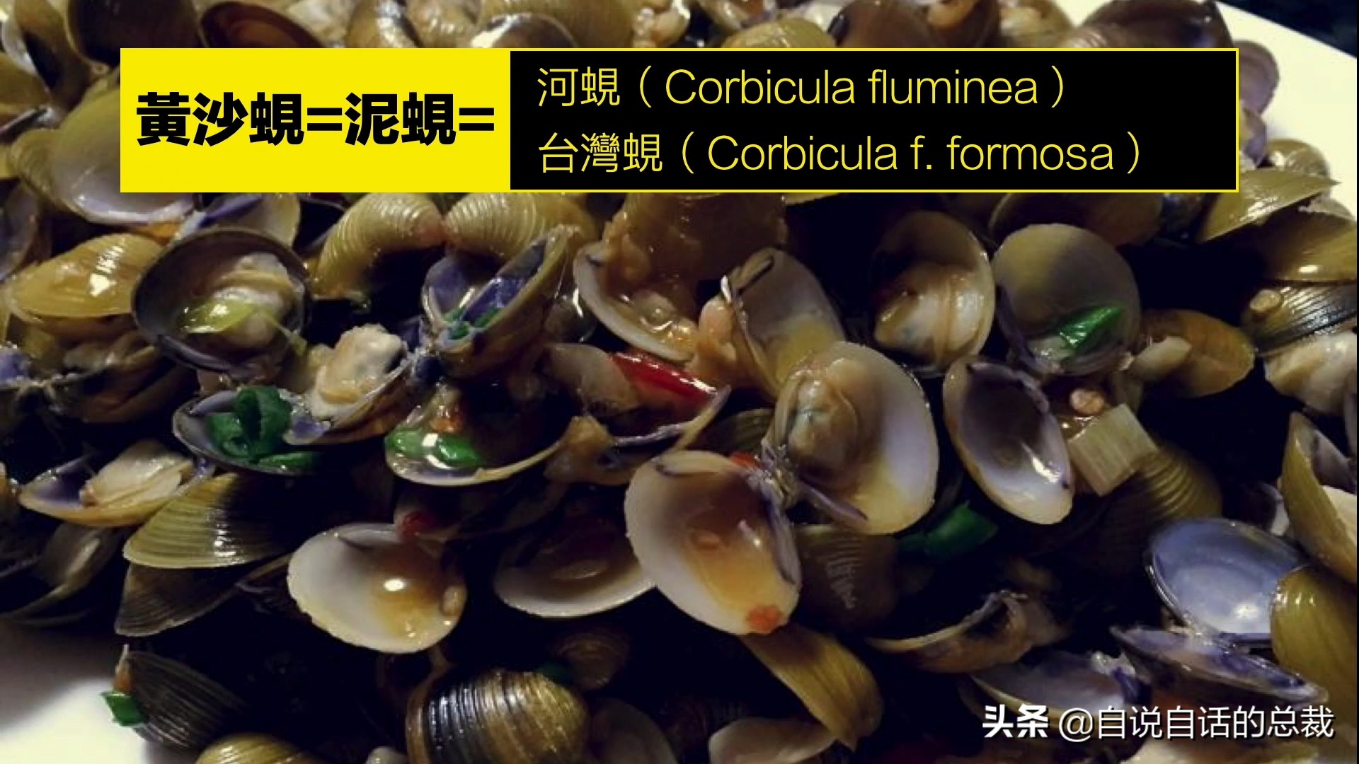 蚬蚌蛏的区别是什么,蚶子蛤蜊蚬子区别