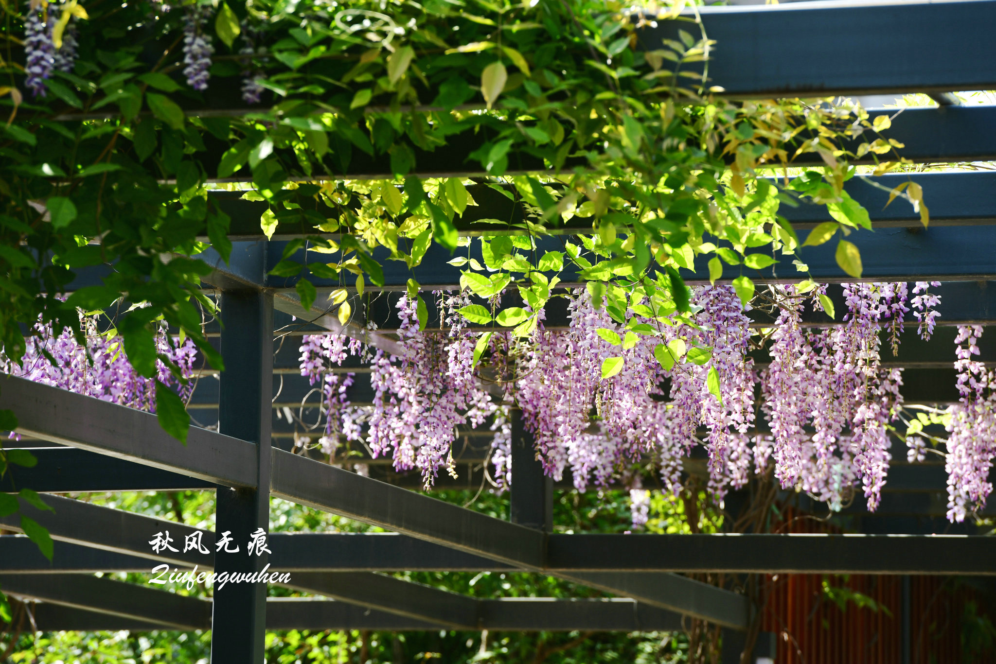 四月的春风西安,四月春风里的樱花