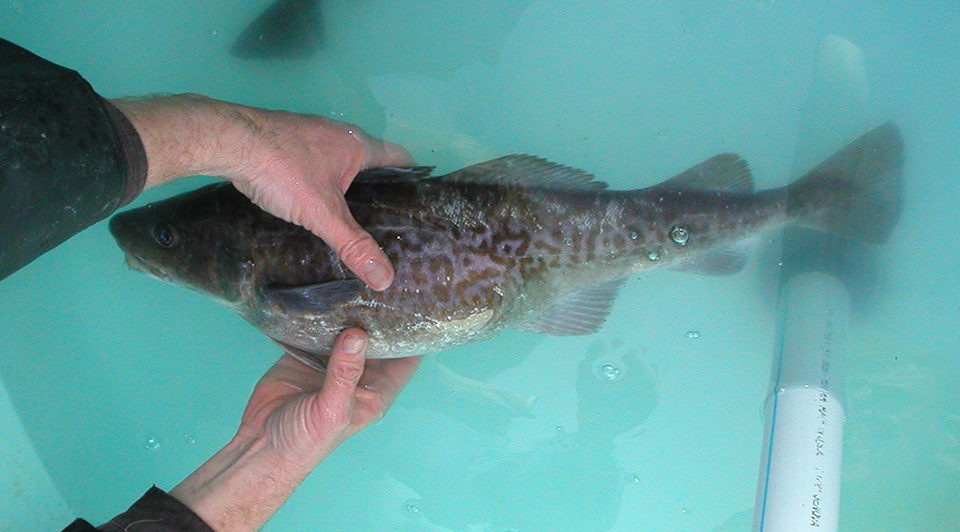 绕开中国工厂，运送1000多个集装箱，俄罗斯凭什么吃定明太鱼？