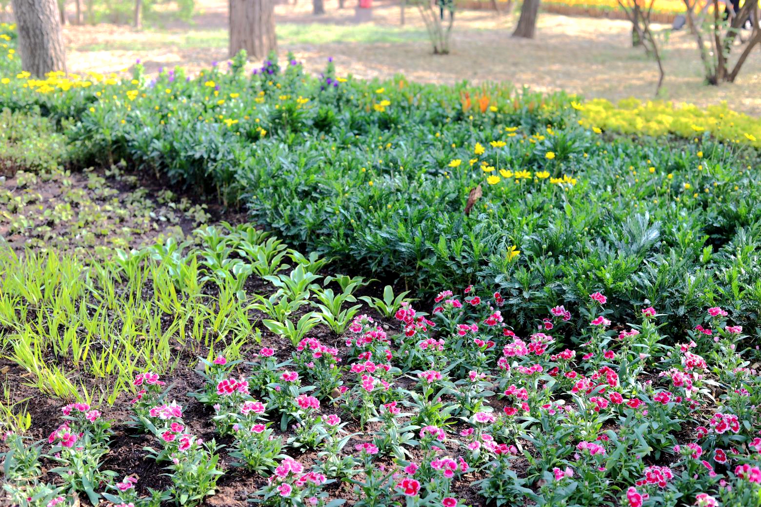 上热门来胶州郁金香花海赏花,胶州植物园郁金香盛开