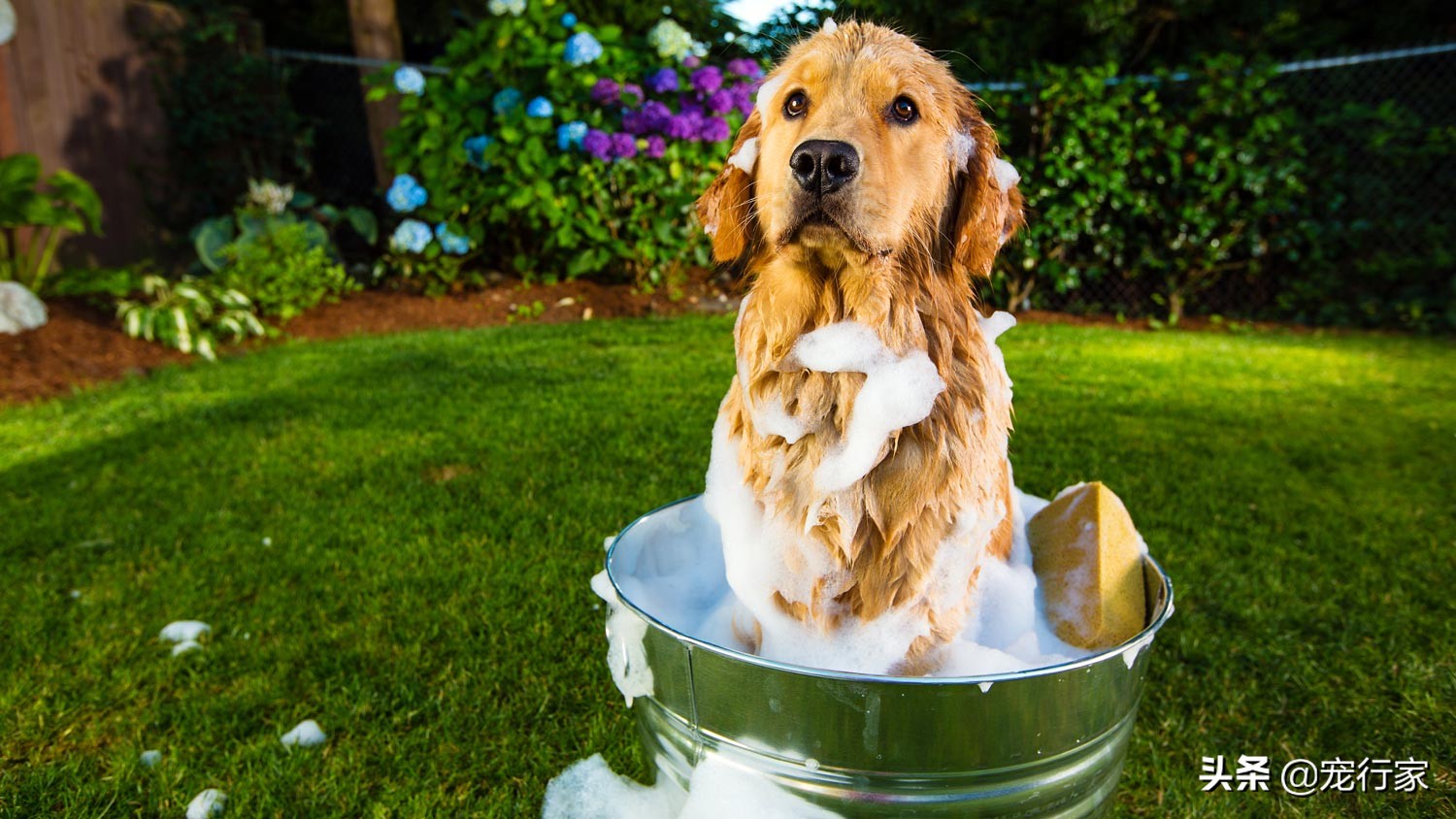 房间养宠物有异味怎么解决,养宠物后屋里有臭味怎么去除