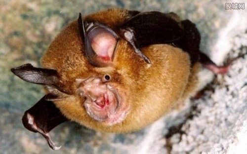 为何新疫情总在发展中国家爆发？一个坏习惯让病毒有机可乘