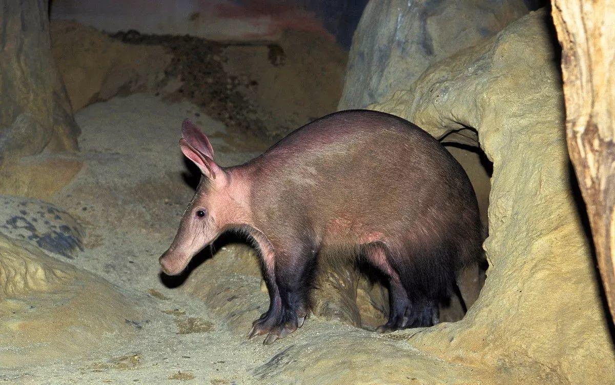 科普蟑螂是个生命力爆表的生命体,蟑螂的内部构成到底有多神奇