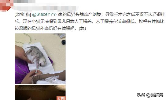 猫咪难产去医院怎么办,如果猫咪难产应该怎么办
