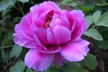 各月出生花,农历几月几日出生代表什么花