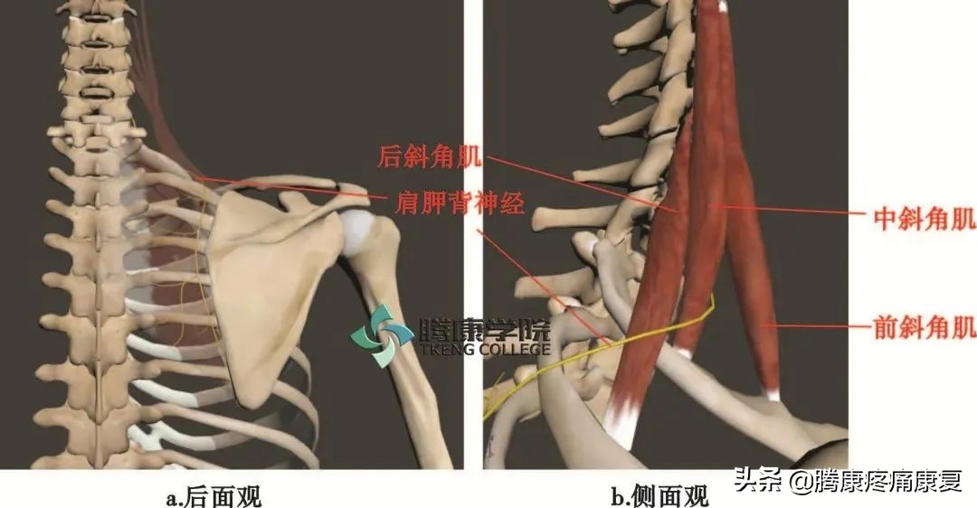 最全!脊神经系统汇总