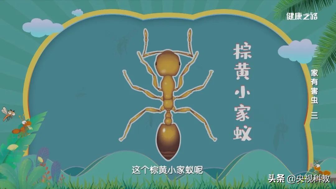 科学除四害视频,科学除掉蚂蚁
